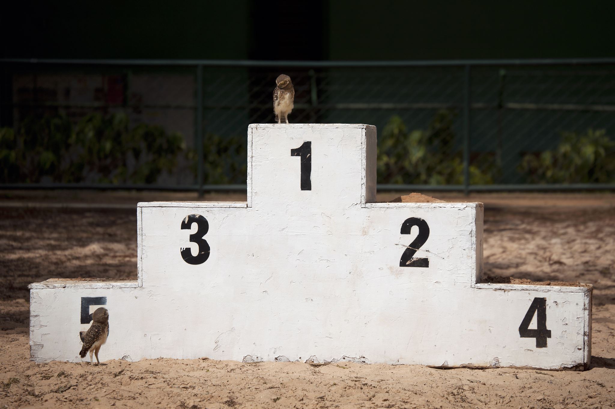 Owl-standing-on-top-of-a-numbered-stepped-wall